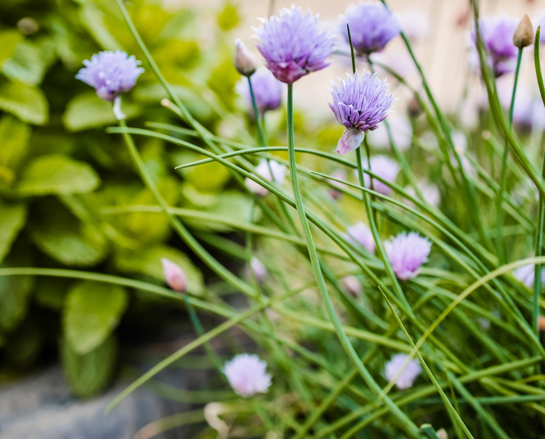 Nahaufnahme von blühendem Schnittlauch mit lila Blüten im Garten.